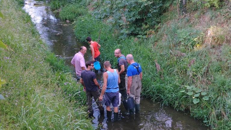 Zakaj je v potoku poginilo okrog tisoč rib?