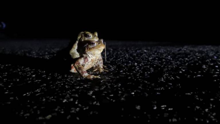 Krastače reševali en mesec prej kot običajno