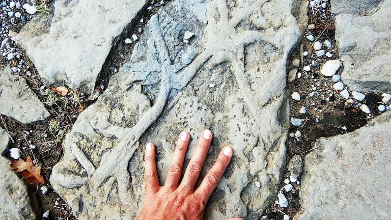 Kjer uspevajo vinske trte, je nekoč bilo morje