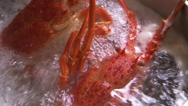 V &Scaron;vici bodo morali odslej jastoge pred kuhanjem omamiti