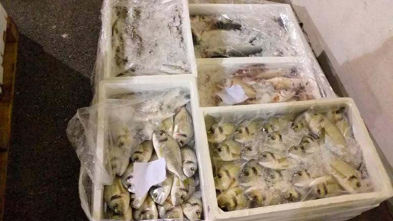 Skupno zasegli 46 kilogramov ribjih izdelkov in naložili 27.000 evrov kazni