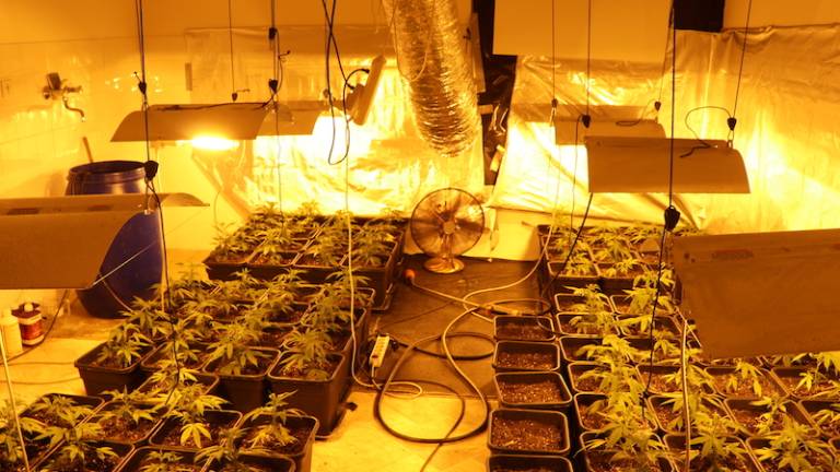 V Kopru gojil konopljo