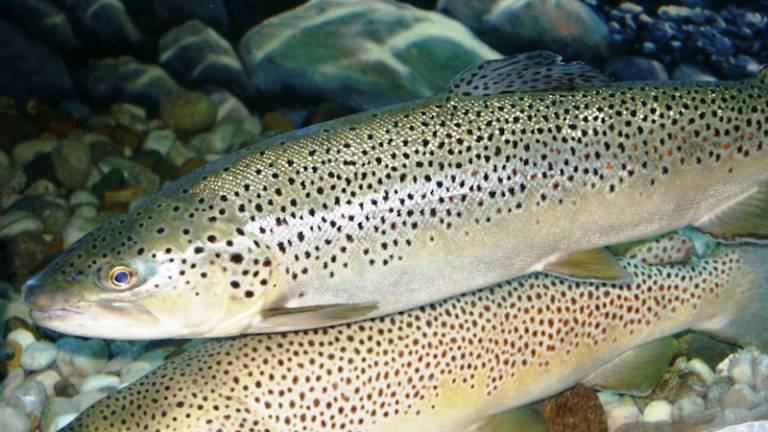 Iz reke Glin&scaron;čice bodo odstranili potočno postrv