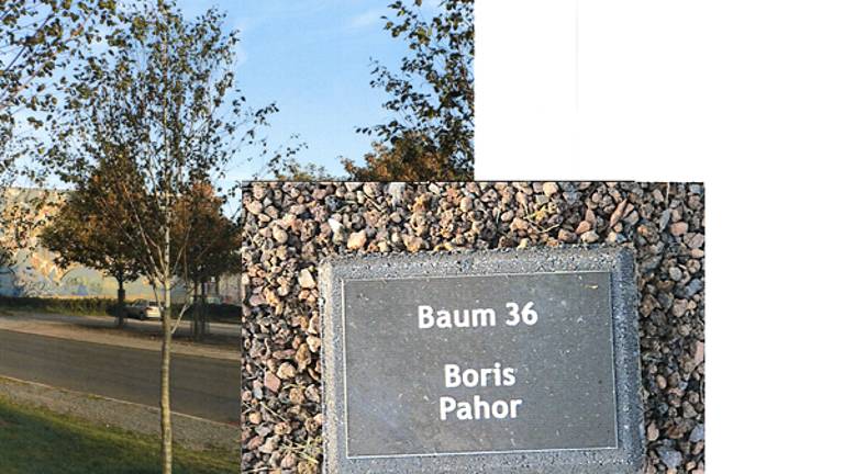 Sredi Nemčije rase &raquo;breza Boris Pahor&laquo;