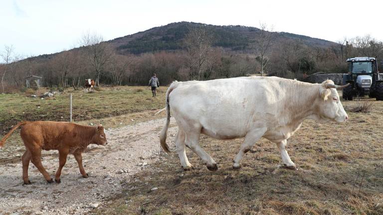 Dve tretjini povr&scaron;in namenjajo pa&scaron;i