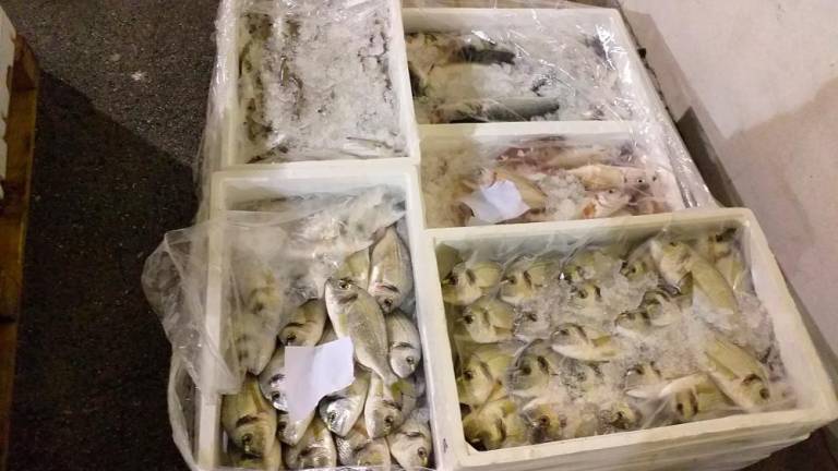 Zasegli 16 kilogramov rib in naložili 13.500 evrov kazni
