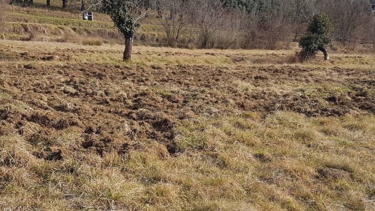 Divji pra&scaron;iči povzročajo vse večjo &scaron;kodo