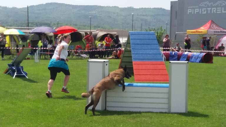 Belgijski ovčar, vrhunski delovni pes