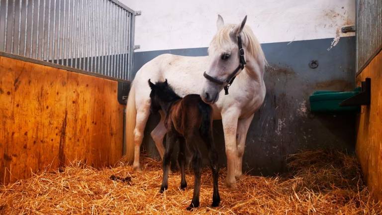 Dvojno veselje v Kobilarni Lipica