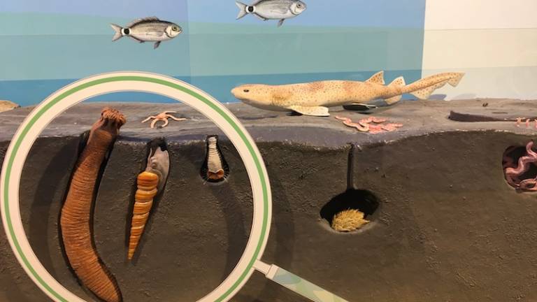 Pisano morsko kraljestvo Trža&scaron;kega zaliva