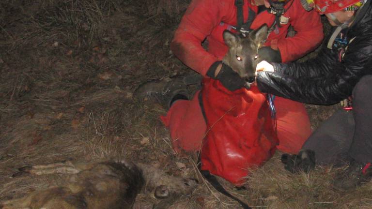 Iz kra&scaron;ke jame re&scaron;ili srnico