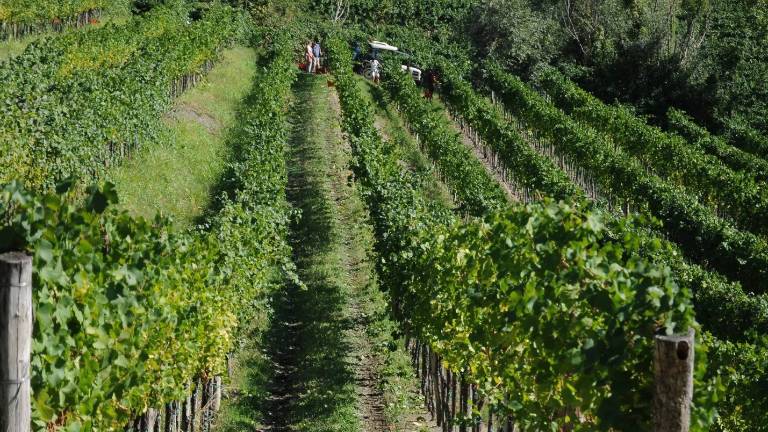 Slovenci se ne bojijo Barola in Montalcina
