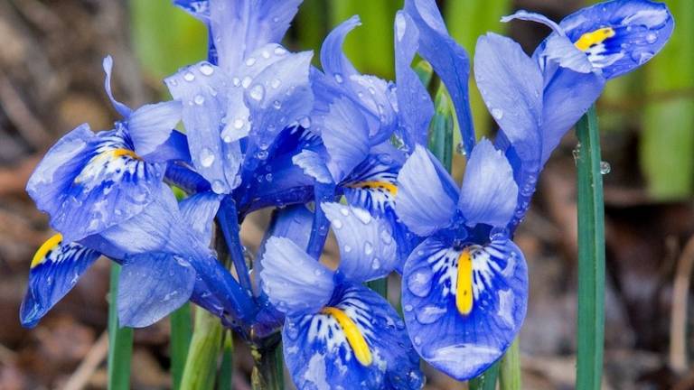 Danes je sveti Valentin, prvi pomladin