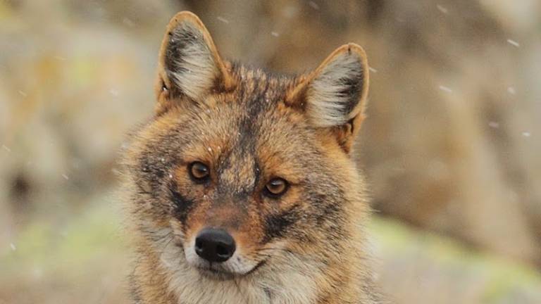 &Scaron;akal Luka ima ovratnico