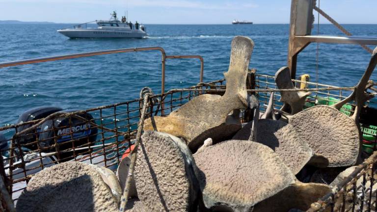 Ostanke brazdastega kita rešujejo iz morja (video)