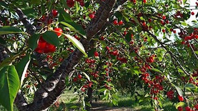 Epidemija padcev s če&scaron;enj