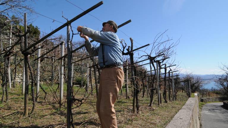 Kdaj bomo sploh pili prose&scaron;ki &raquo;Prosecco&laquo;?