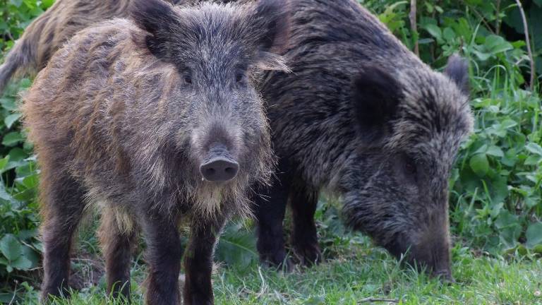 Lovska sezona se bo začela v zamudi