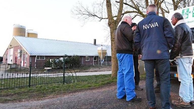 Na Nizozemskem nov izbruh ptičje gripe