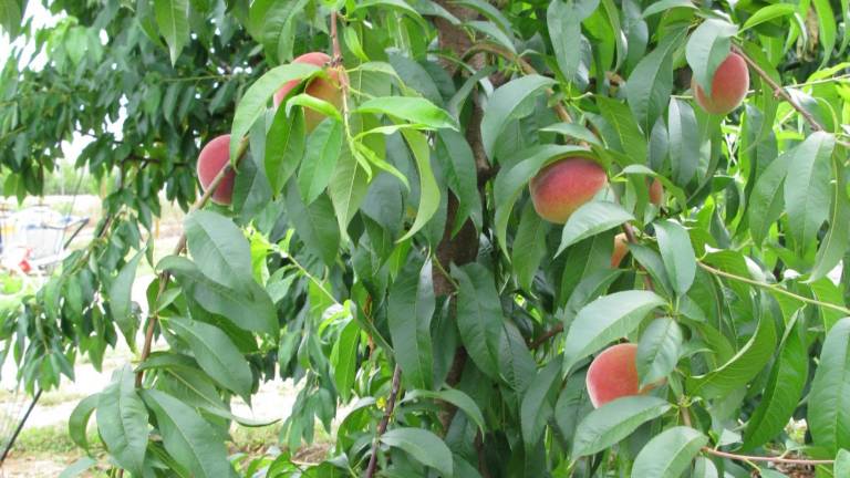 Fructal začel z odkupom vipavskih breskev