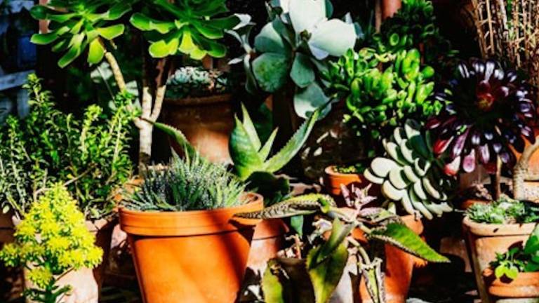 Kdo naj zaliva va&scaron;e rastline, ko greste na dopust?