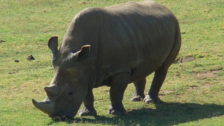 Poginil zadnji samec severnega belega nosoroga