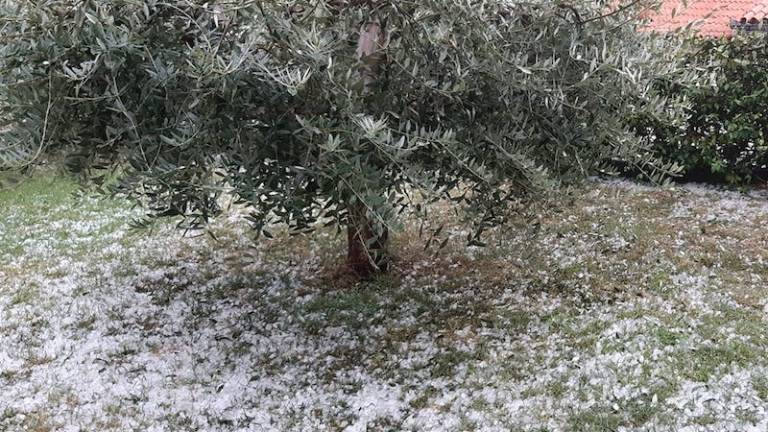 Toča na &Scaron;kofijah pobrala pol pridelka