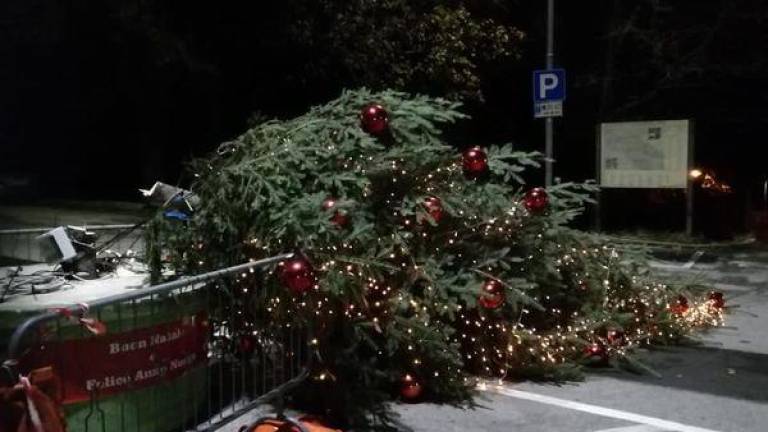 V Sesljanu požagali božično drevo