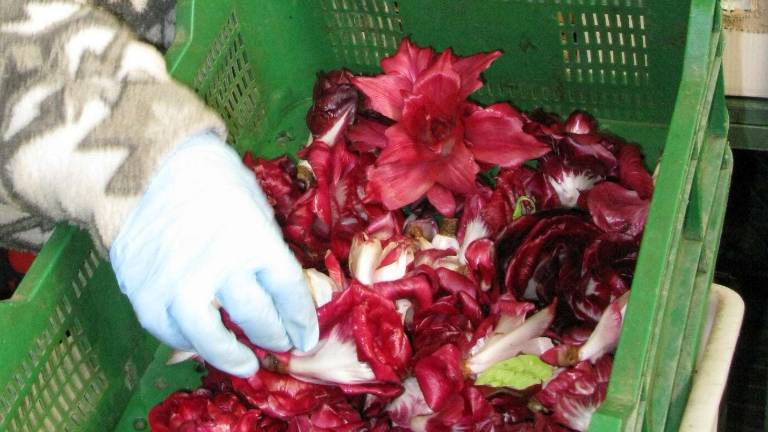 &raquo;Rosa di Gorizia&laquo; ali &raquo;sukanski regut&laquo;?