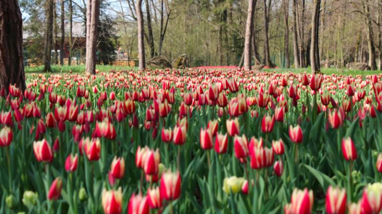 Pisana polja tulipanov