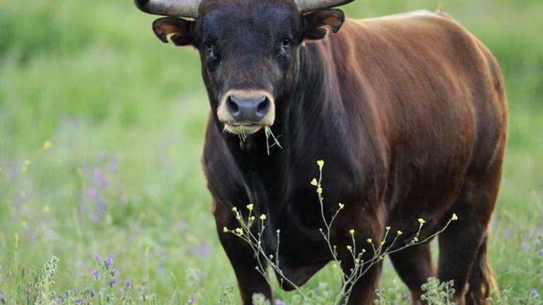 Bik ubil mo&scaron;kega