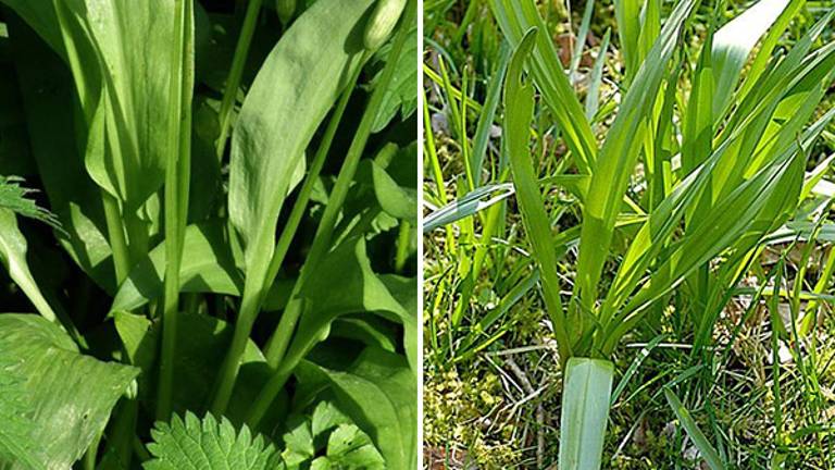 Umrla, ker je jesenski podlesek zamenjala za čemaž