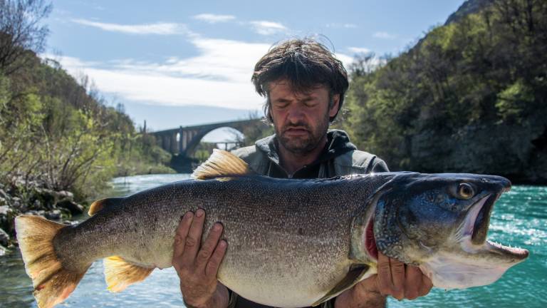Tak&scaron;ne postrvi v Solkanu niso &scaron;e videli