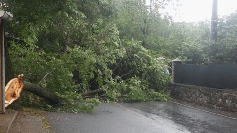 Veter podrl drevo v Repnu