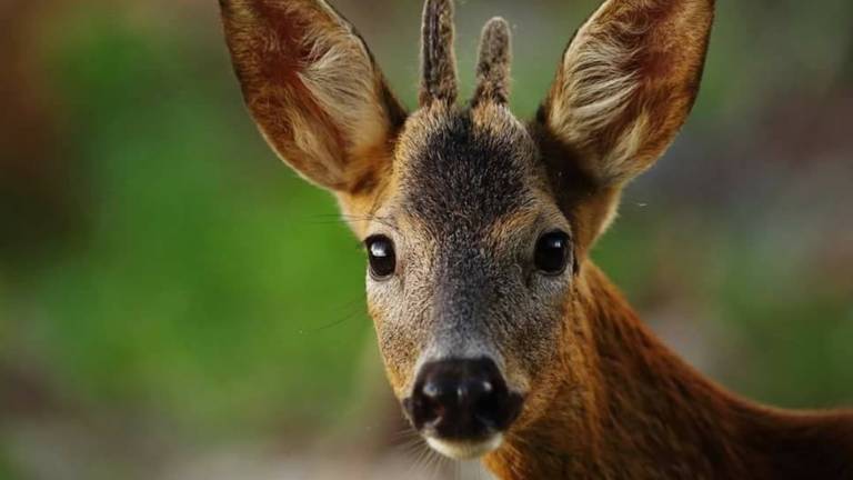 Rogos zasluženo nagrajen