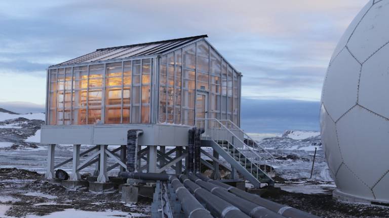 Na Antarktiki solata, kumare in redkvice