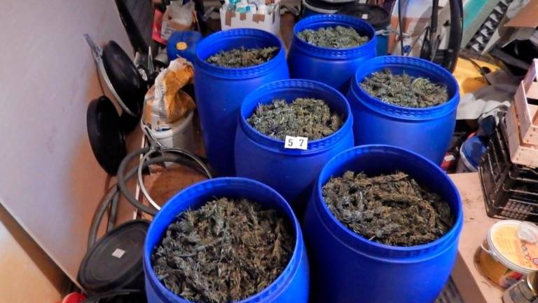 Doma je hranil 11 kilogramov konoplje