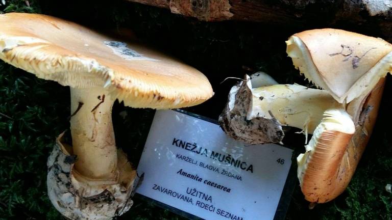 Posebnost knežja mu&scaron;nica, jurčkov bolj malo