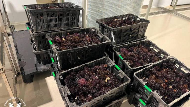 Zasegli 200 kilogramov še živih morskih ježkov