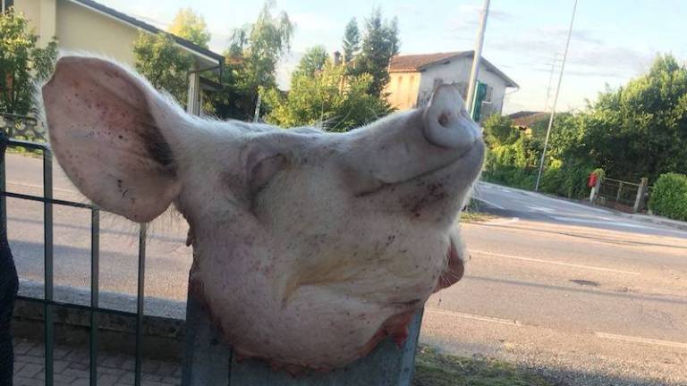 Svinjska glava pred migranti