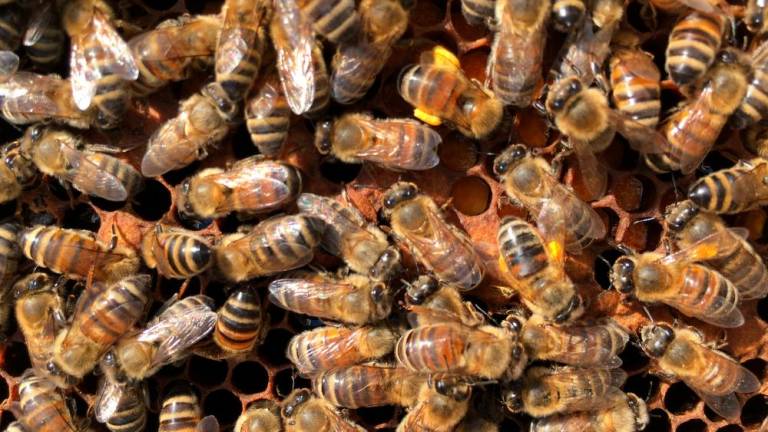 Katastrofalna letina za čebelarje