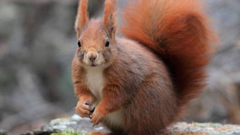 Poklical policijo, ker ga je lovila veverica