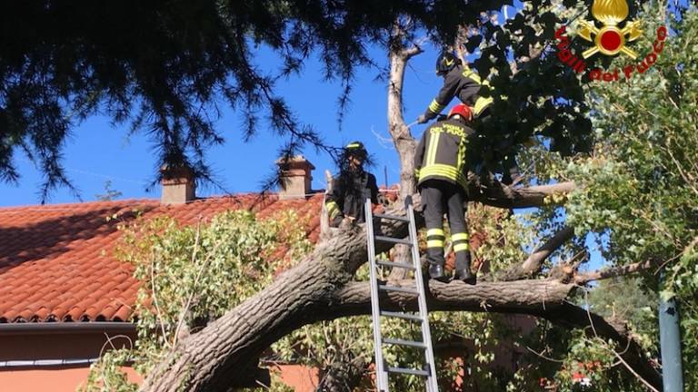 Drevo padlo na slačilnice