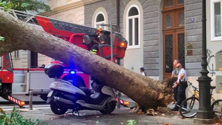 V Drevoredu 20. septembra padlo veliko drevo