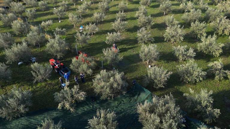 Kljub oljčni muhi so oljke bogato obrodile
