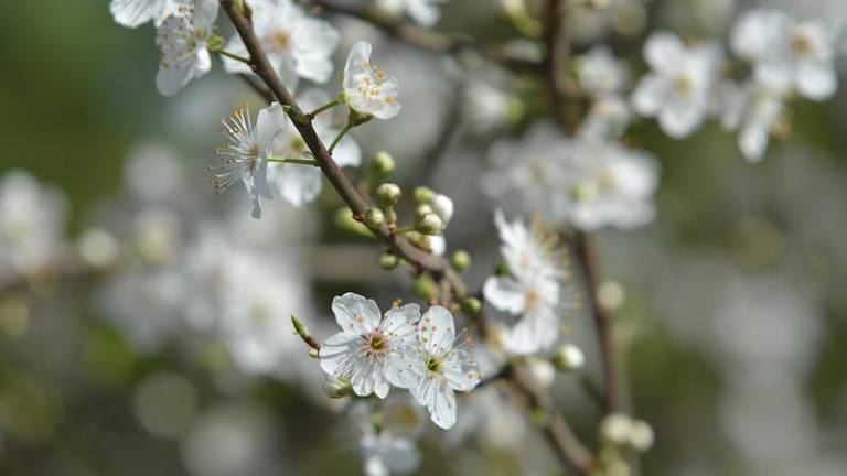 V prihodnjih dneh do 15&deg;C