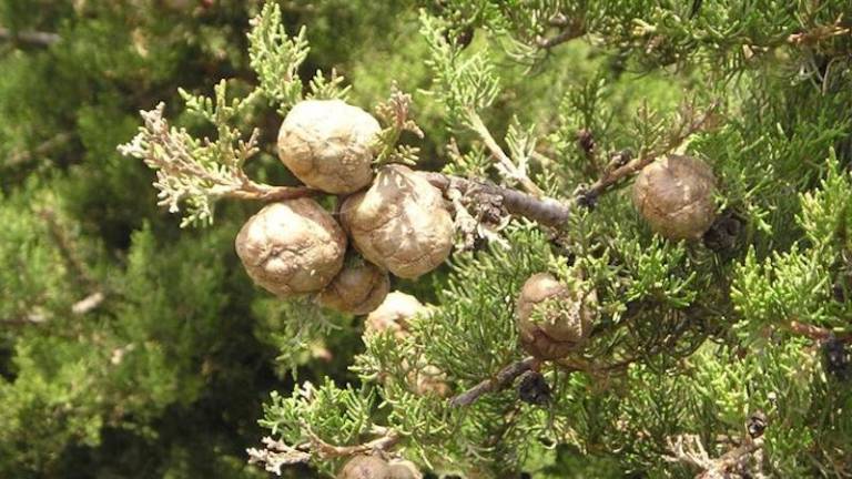 V zraku se povečuje koncentracija cvetnega prahu