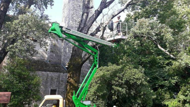 V Štivanu posekali 25-metrski topol