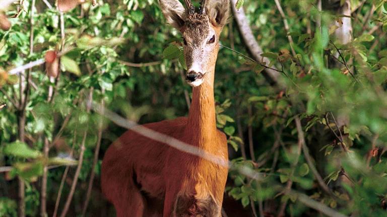 Svetlobni odsevniki in zvočne naprave za varnost divjadi in voznikov