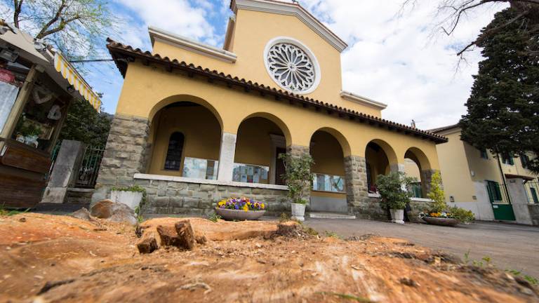 V Barkovljah posekali stoletno lipo